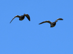 Mareca strepera