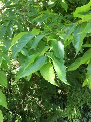 Celtis smallii