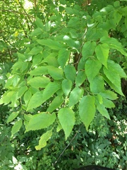 Celtis smallii