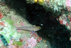 Gobius xanthocephalus