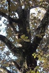 Quercus calophylla