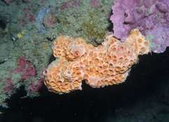 Hemimycale columella