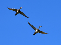Mareca strepera