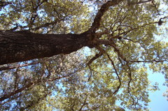 Quercus calophylla