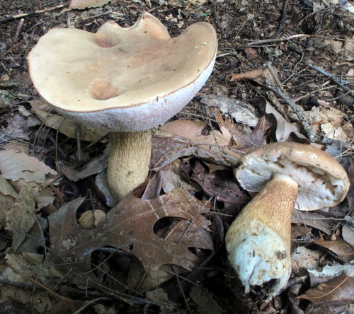 Bitter Bolete