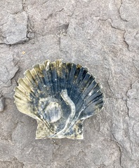 Pecten jacobaeus