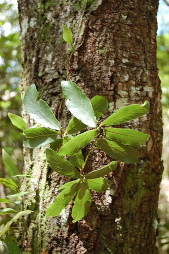 Mexican red oak