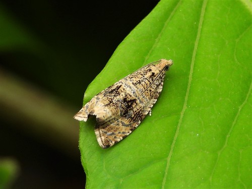 Syricoris lacunana nuotrauka