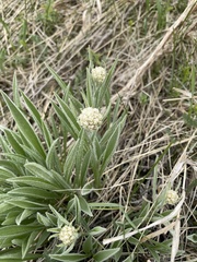 Antennaria anaphaloides