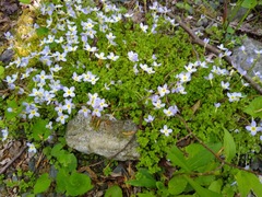 Houstonia serpyllifolia