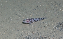 Thorogobius ephippiatus