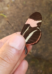 Heliconius besckei