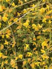 Ulex densus