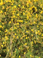 Ulex densus