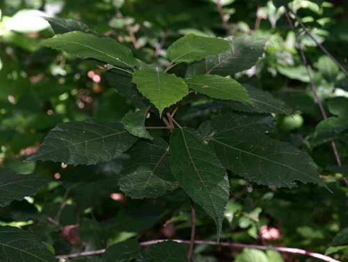 false-donkeyberry (Mildbraedia carpinifolia)