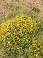 Ulex densus