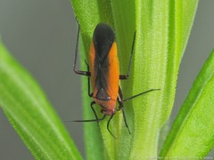 Lopidea instabilis