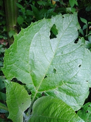 Smallanthus pyramidalis