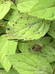 Phloeospora spiraeicola