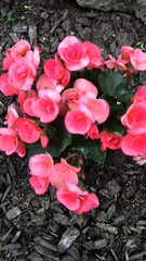 Begonia × hiemalis