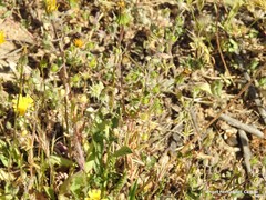 Helianthemum ledifolium