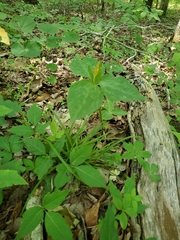 Trillium luteum
