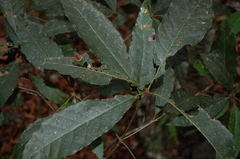 Quercus cortesii