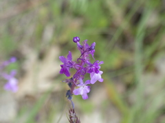 Linaria elegans