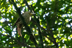 Cichlocolaptes leucophrus