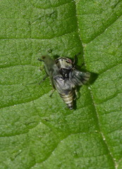 Oncopsis flavicollis