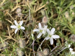 Arenaria armerina