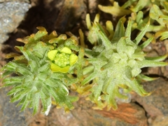 Ceratocephala falcata