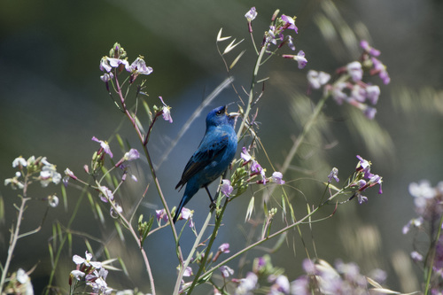 Indigo Bunting (Passerina cyanea), a lookalike recorded in Florida