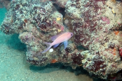 Anthias anthias