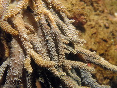 Capnella gaboensis