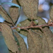 Quercus crassifolia - Photo (c) Neptalí Ramírez Marcial, μερικά δικαιώματα διατηρούνται (CC BY), uploaded by Neptalí Ramírez Marcial