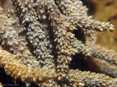 Capnella gaboensis