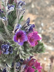 Echium tuberculatum