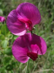 Lathyrus pulcher