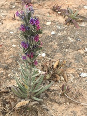 Echium tuberculatum