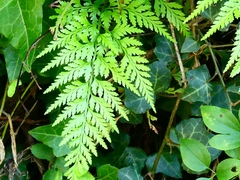 Asplenium adiantum-nigrum