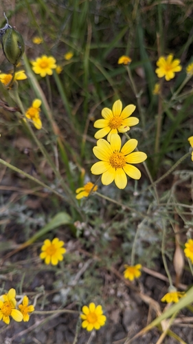 Eriophyllum lanatum