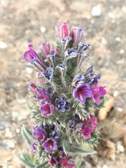 Echium tuberculatum