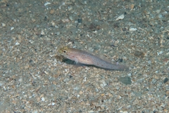 Gobius xanthocephalus
