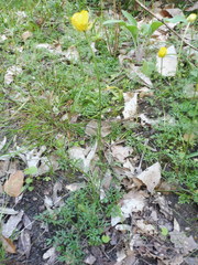 Ranunculus paludosus