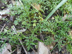 Ranunculus paludosus
