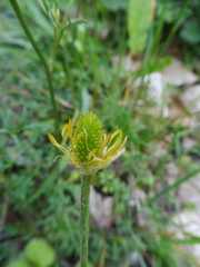 Ranunculus paludosus