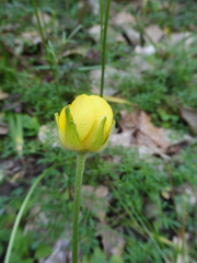 Ranunculus paludosus