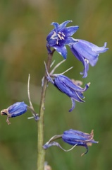 Hyacinthoides