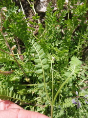 Ornithopus perpusillus